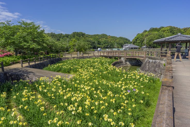 亀鶴公園のハナショウブ6