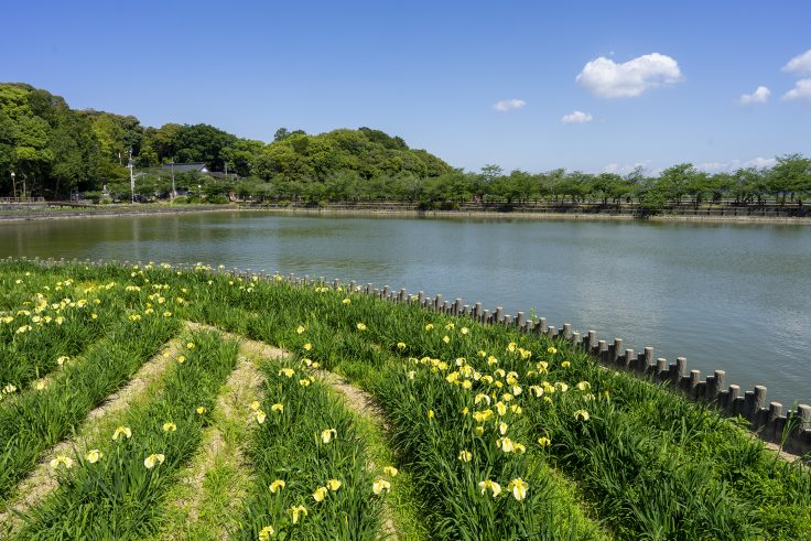 亀鶴公園のハナショウブ7