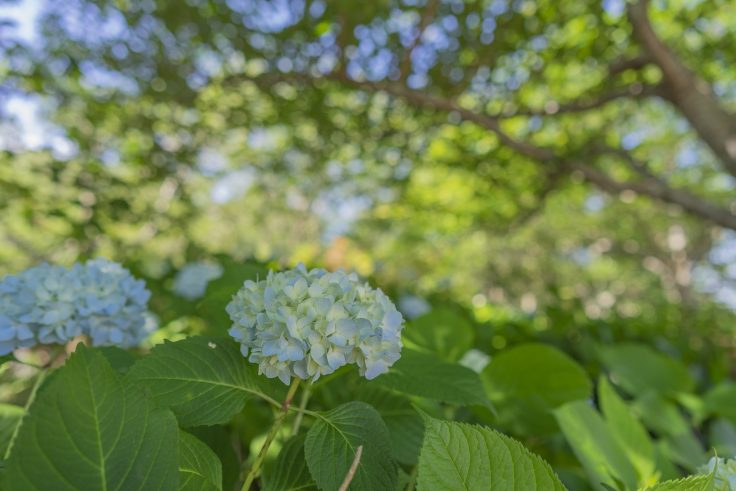 亀鶴公園のアジサイ