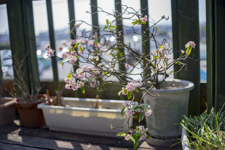 チューリップハウスの花