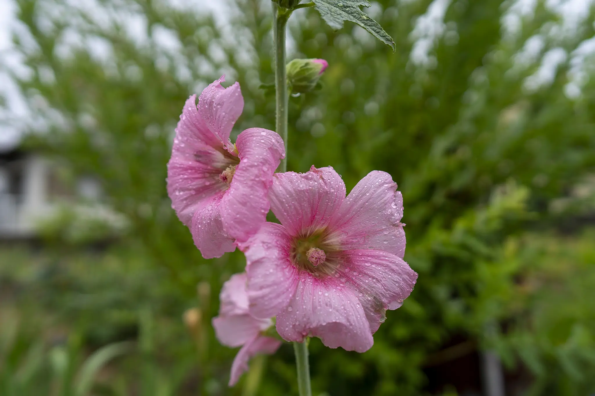 タチアオイの花言葉と誕生花 旅カメラ