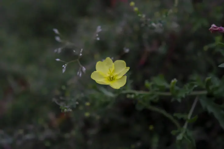 マツヨイグサとツキミソウ ユウゲショウ 旅カメラ