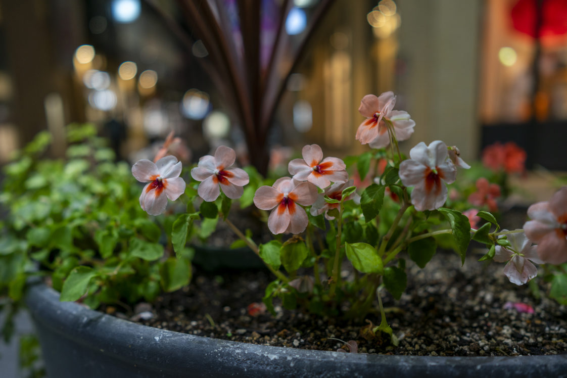 ニチニチソウの花言葉と誕生花 旅カメラ