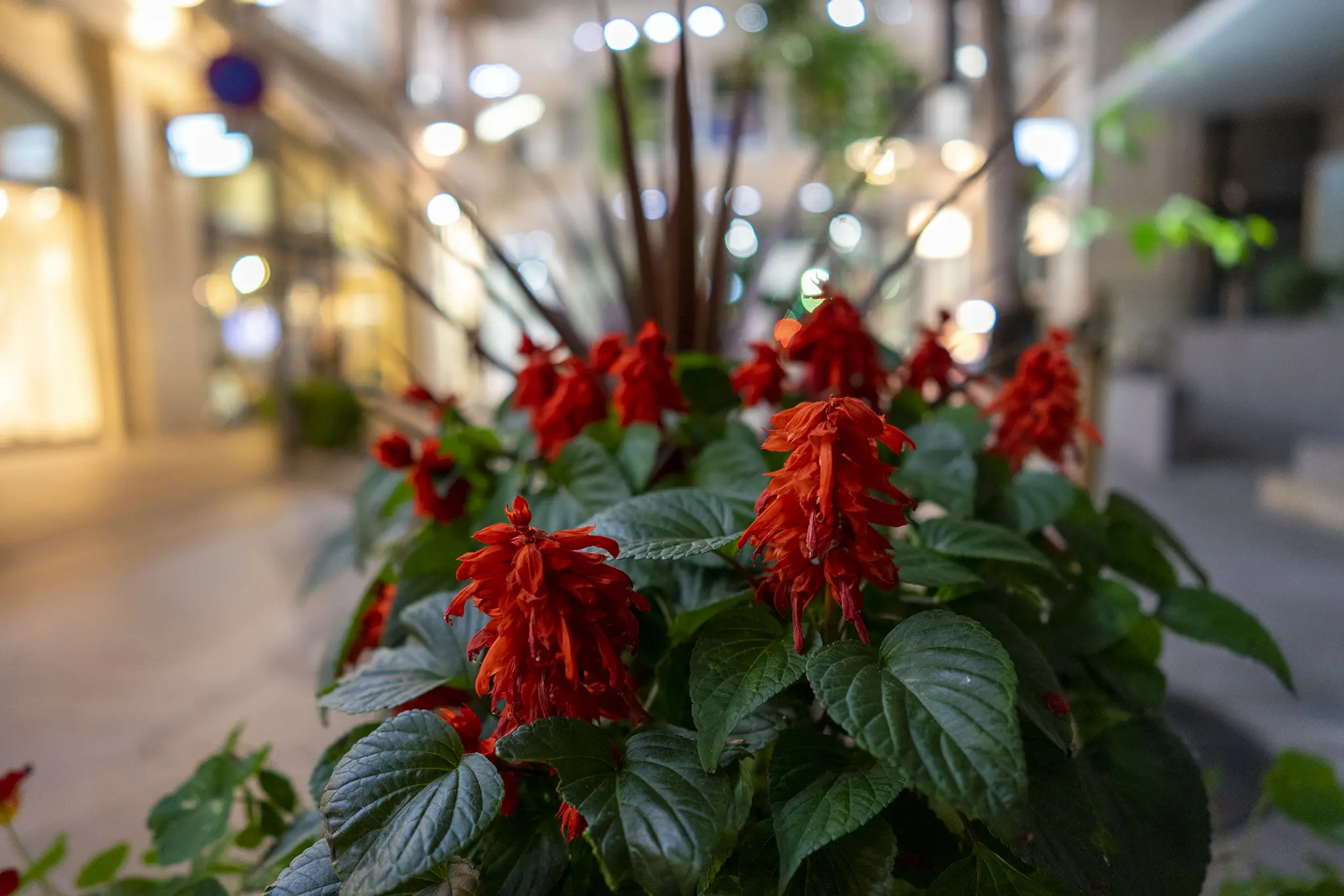 夜に輝くサルビア 旅カメラ