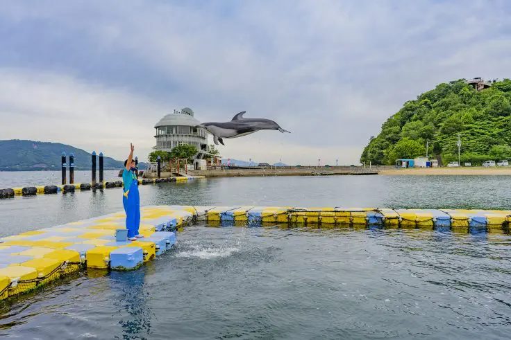 日本ドルフィンセンターでイルカのエサやり体験をしてきた。 | 旅カメラ