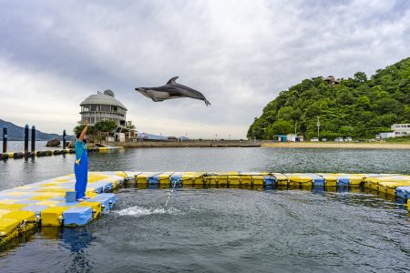 ドルフィンセンターの大ジャンプするカマイルカ2