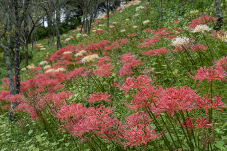 みろく自然公園の咲き乱れる彼岸花