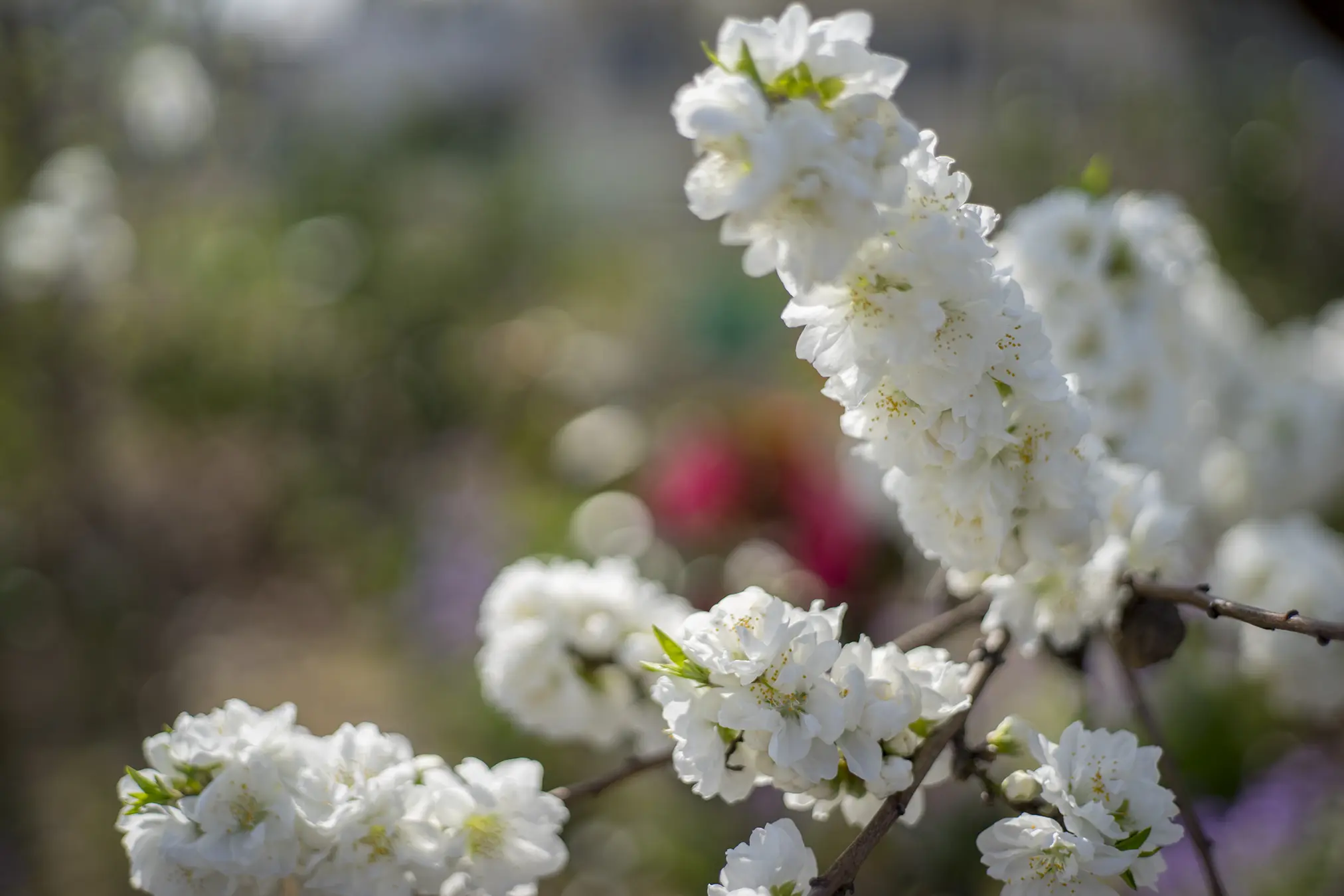 白い桃の花 関白 花言葉は 純真 旅カメラ 白い桃の花 関白 花言葉は 純真 旅カメラ