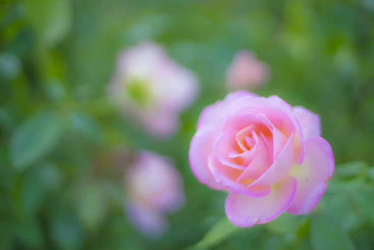 徳島中央公園のピンクのバラ2