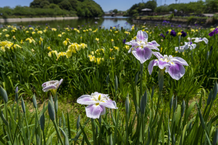 亀鶴公園のハナショウブ薄紫と黄色
