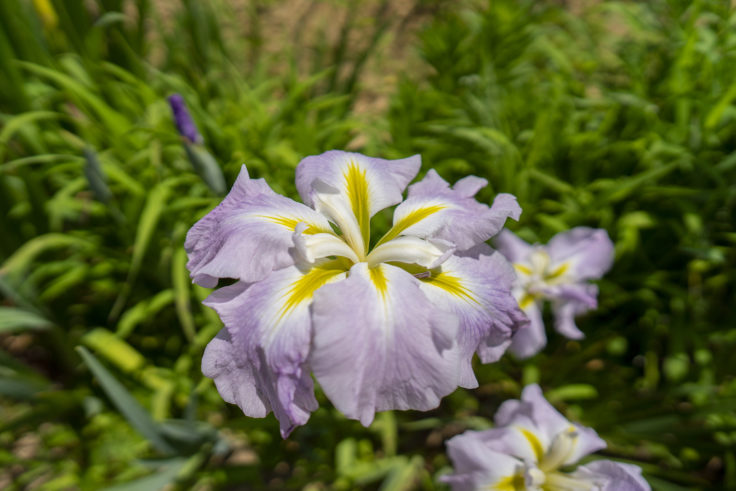 亀鶴公園のハナショウブ薄紫2