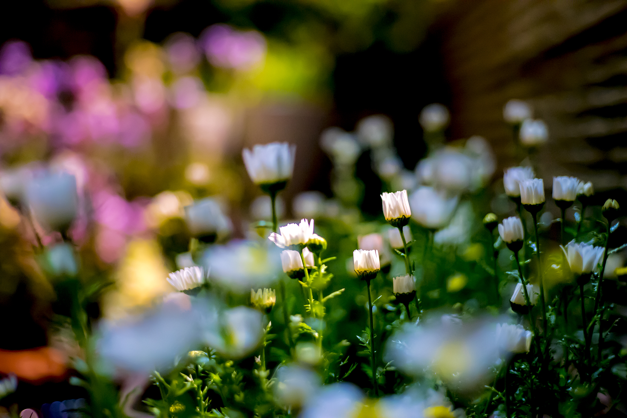 夜の花たちを撮影 Contax G Planar T 45mm F2 旅カメラ