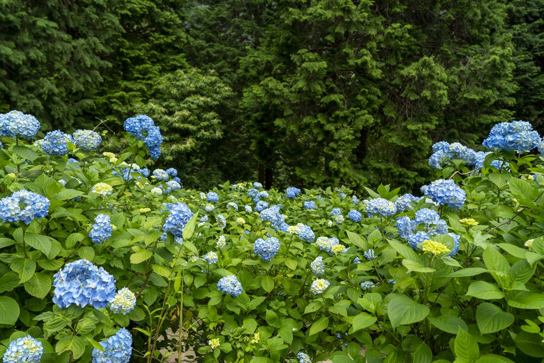 四国八十八ヶ所霊場第番 大窪寺 八十八庵のアジサイ21 旅カメラ