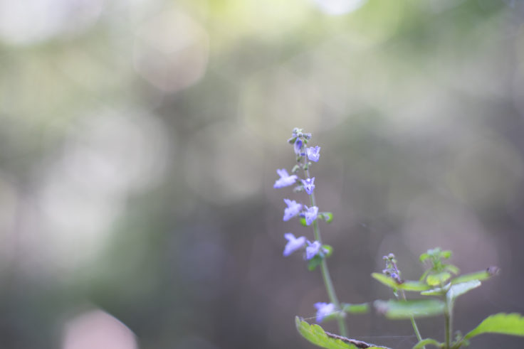 五色台の紫の小花