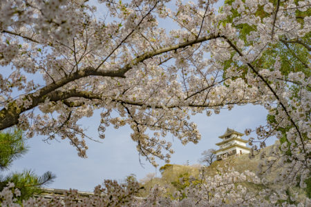 丸亀城の桜