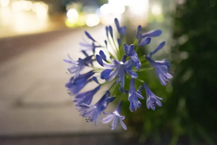 恋愛の花 アガパンサス が咲き始めた 旅カメラ