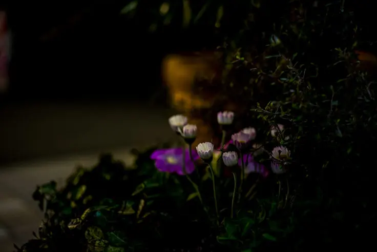 夜の花たちを撮影【α7+Contax G Planar T*45mm F2】 | 旅カメラ