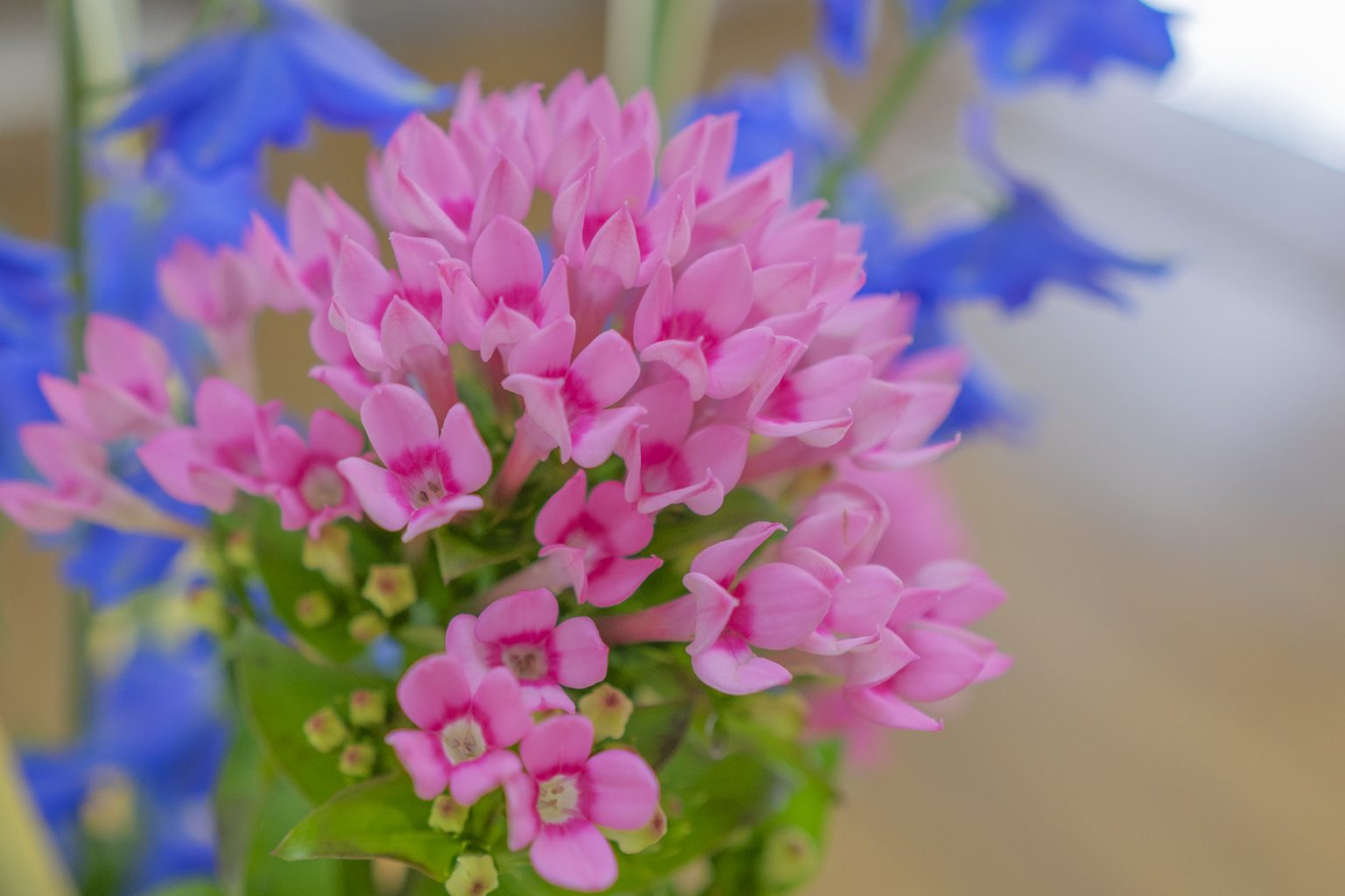 ブバルディアの花言葉と誕生花 旅カメラ