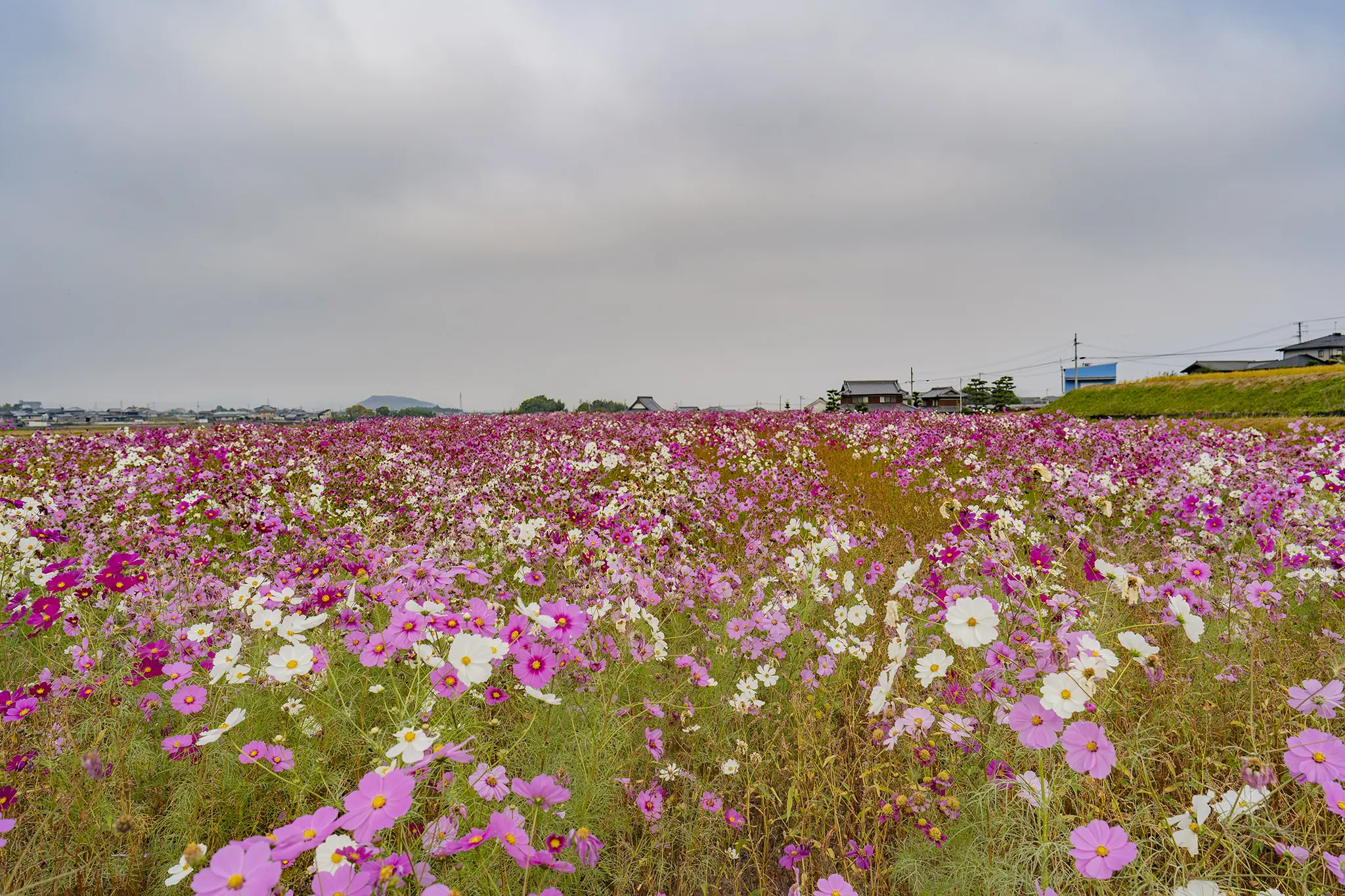トコシエコウの花畑 世羅町の観光農園・花夢の里で観賞イベント「コキアとコスモスの丘