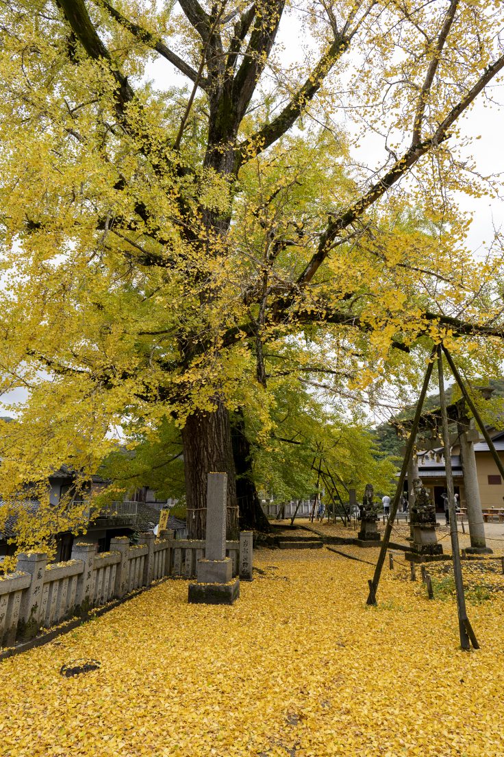 岩部八幡神社のイチョウ黄葉6