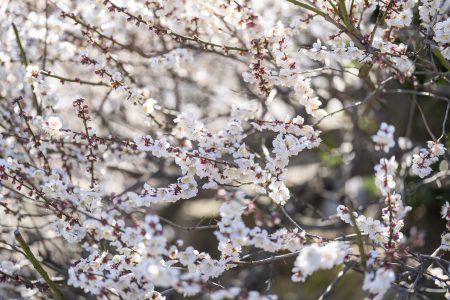 香川県園芸総合センターの梅