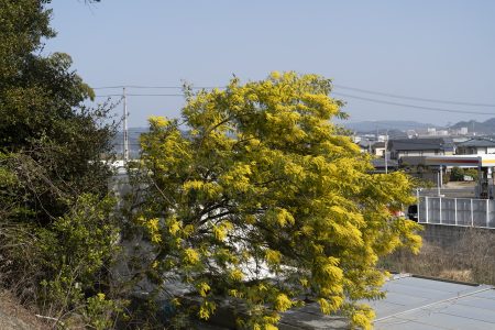 幡羅八幡神社のミモザアカシア2