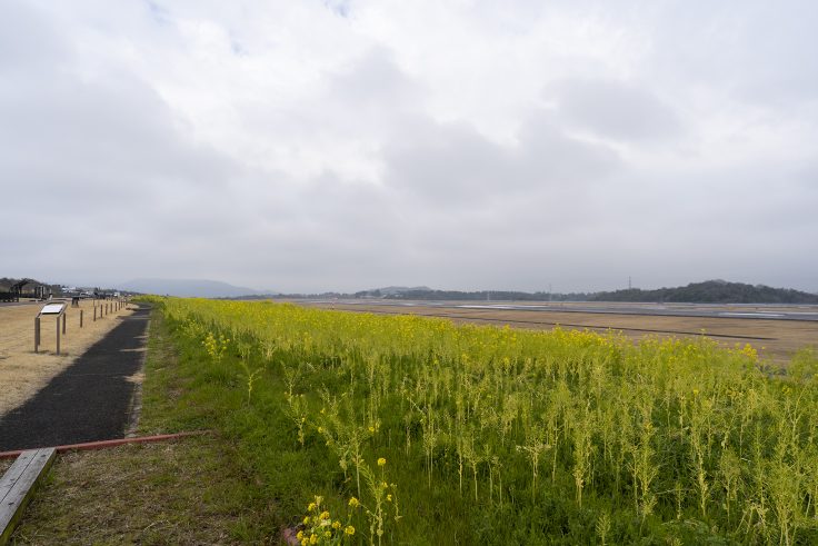 高松空港の菜の花