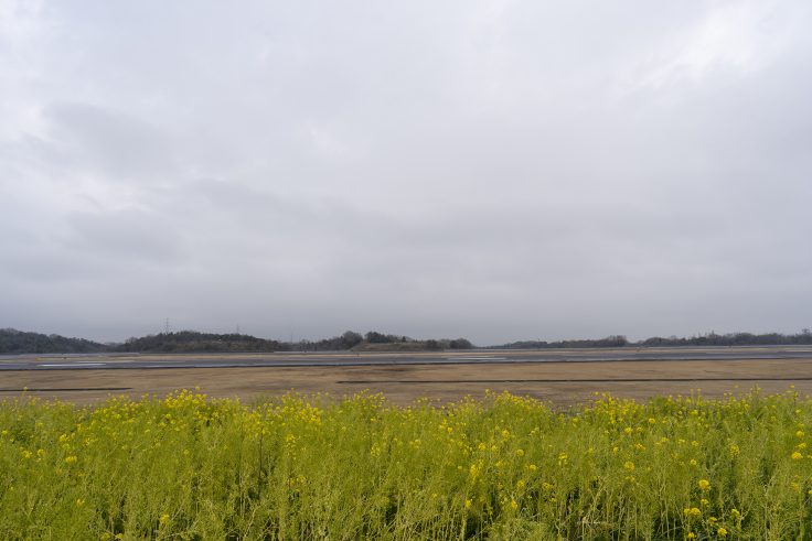 高松空港の菜の花2