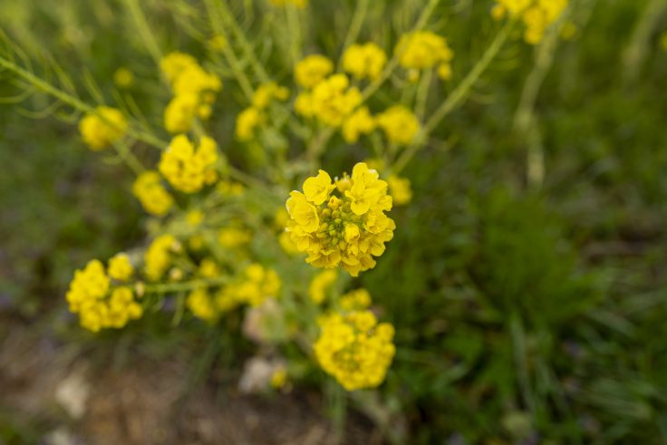 高松空港の菜の花3