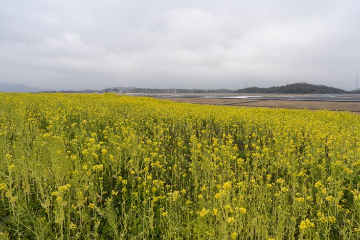 高松空港の菜の花4