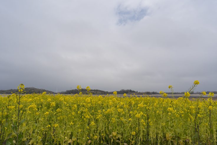 高松空港の菜の花5