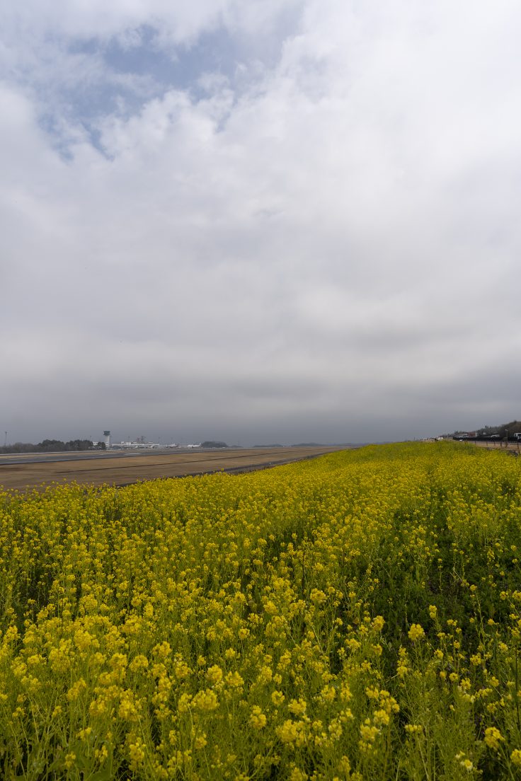 高松空港の菜の花6