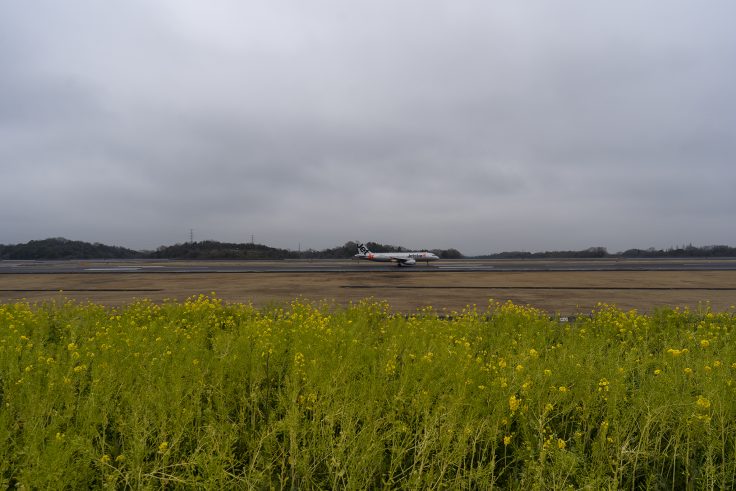 高松空港の菜の花7