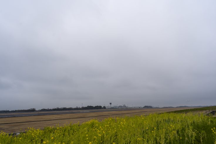 高松空港の菜の花8