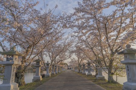 龍満池の桜6
