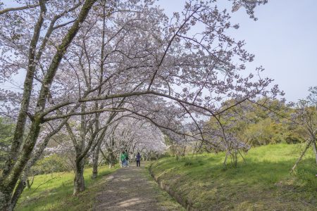 公渕森林公園の桜5