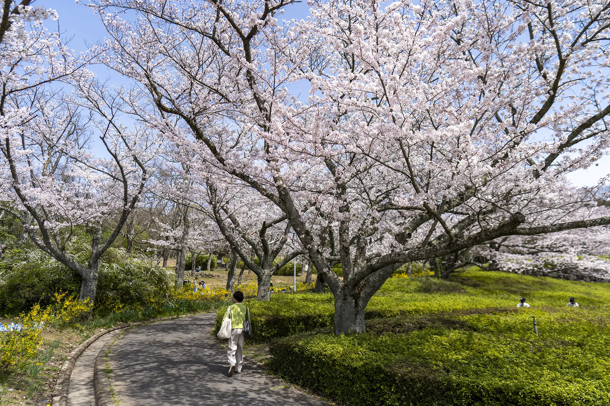 高松市西宝町「峰山公園はにわっ子広場」の桜 | 旅カメラ