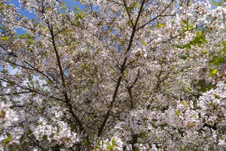 ツインパルながおの桜2