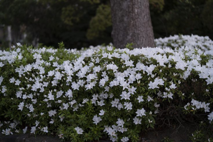 高松市立中央公園のツツジ