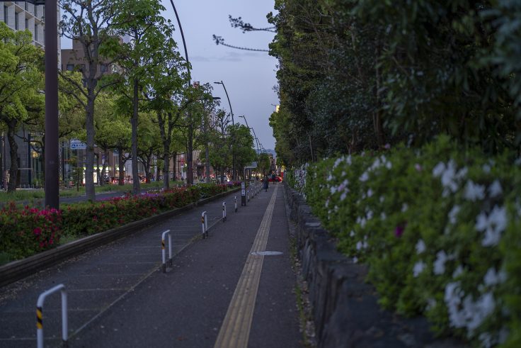 高松市立中央公園のツツジ2