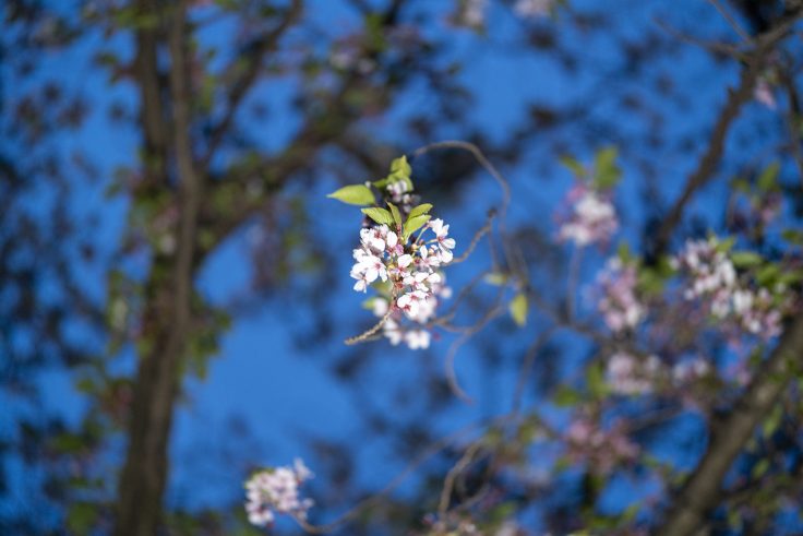 夜の桜1