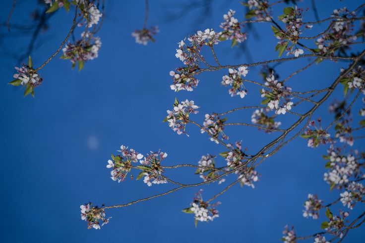 夜の桜2