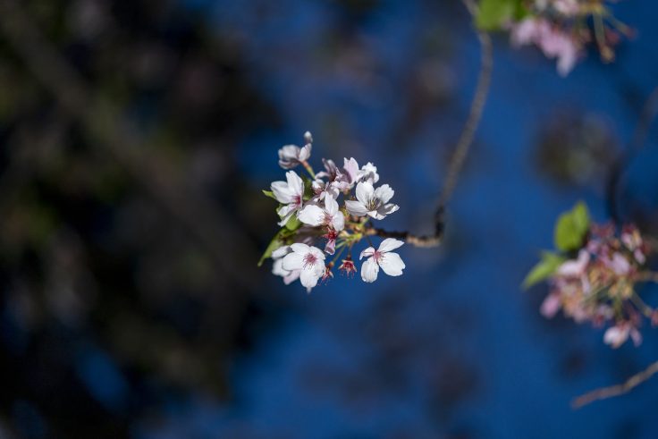 夜の桜5