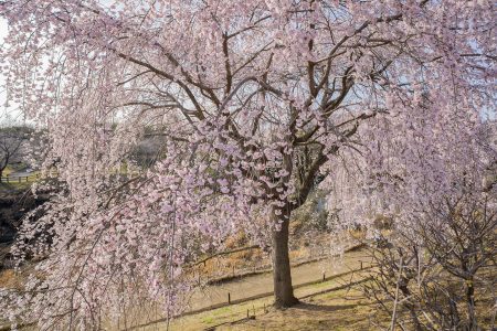 香川県園芸総合センターのシダレザクラ14