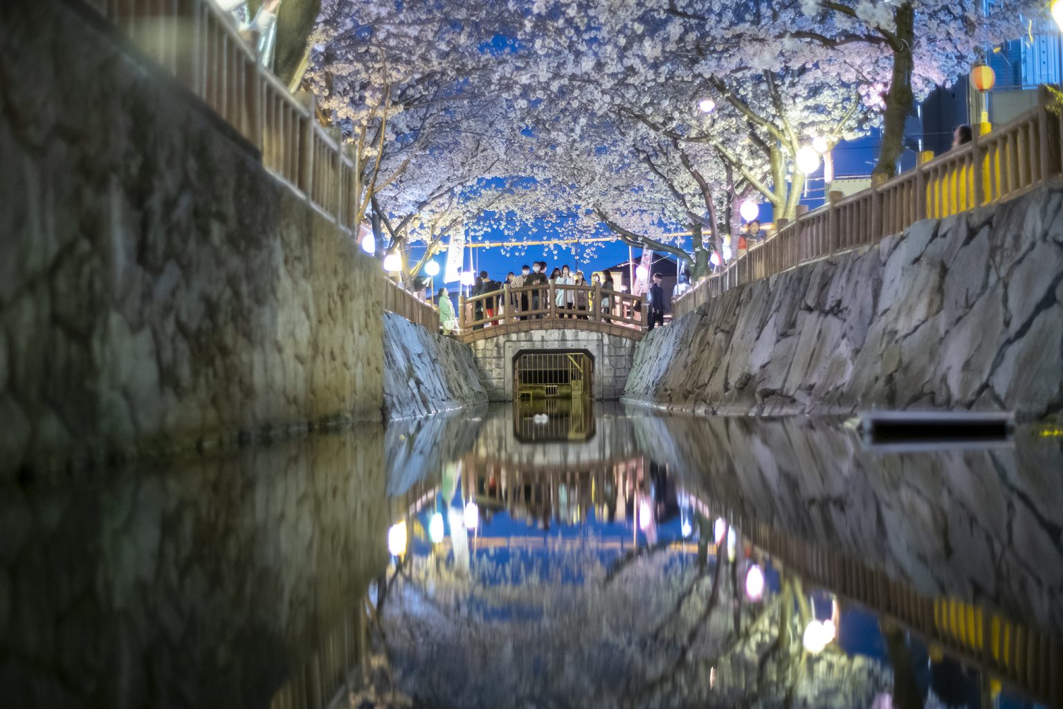 高松市太田下町「鹿の井出水」の夜桜満開ライトアップ2023 | 旅カメラ