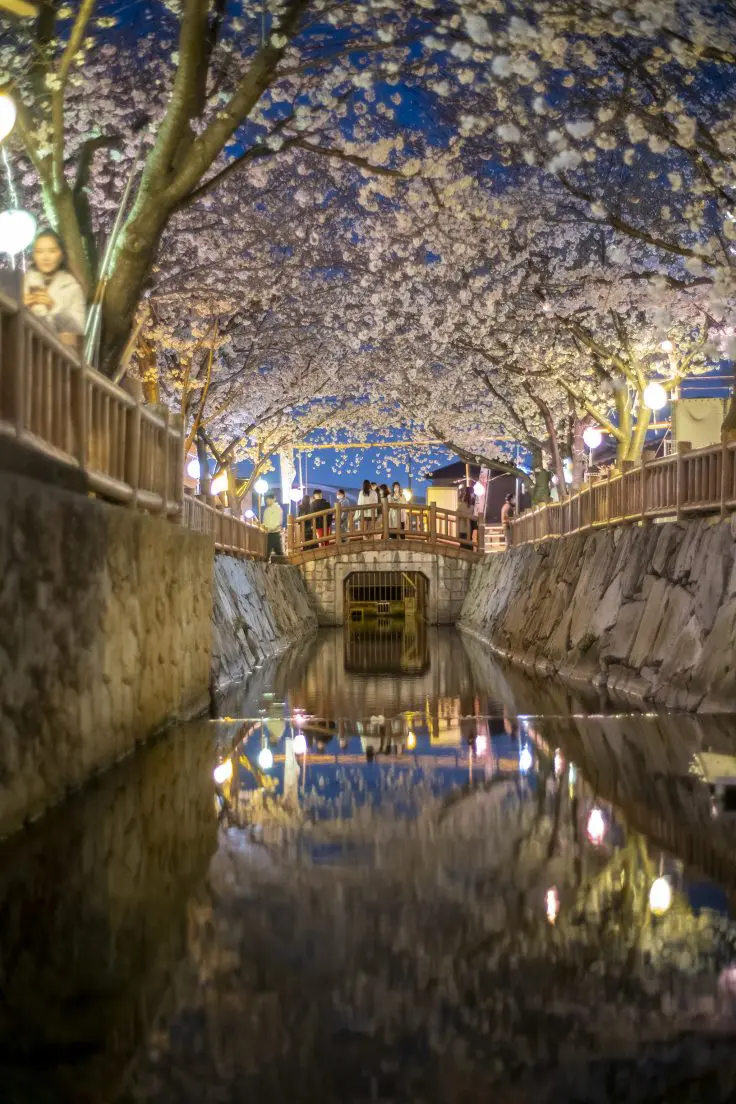 高松市太田下町「鹿の井出水」の夜桜満開ライトアップ2023 | 旅カメラ