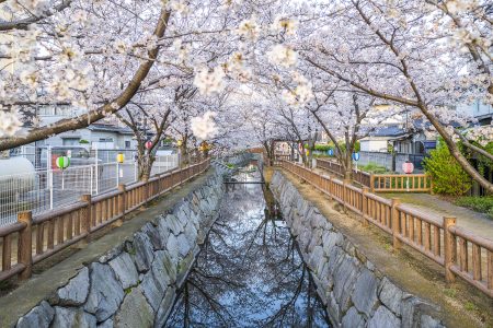 鹿の井出水の桜