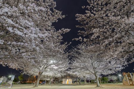 木太中央公園の夜桜2