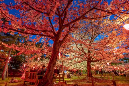 玉藻公園 桜の馬場夜桜ライトアップ6