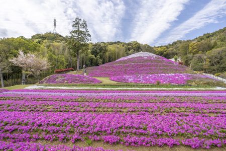 芝桜富士24